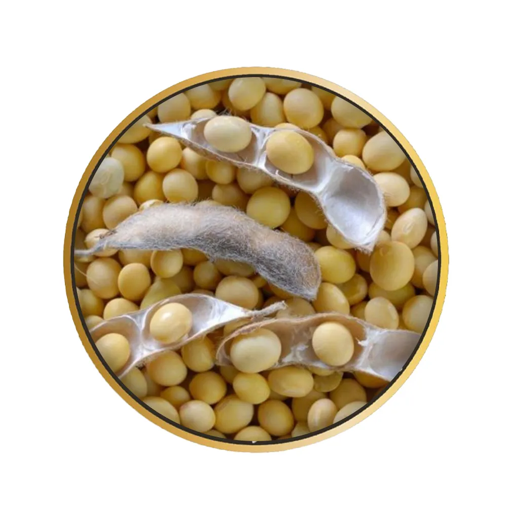 GMO Genetically Modified Soybeans