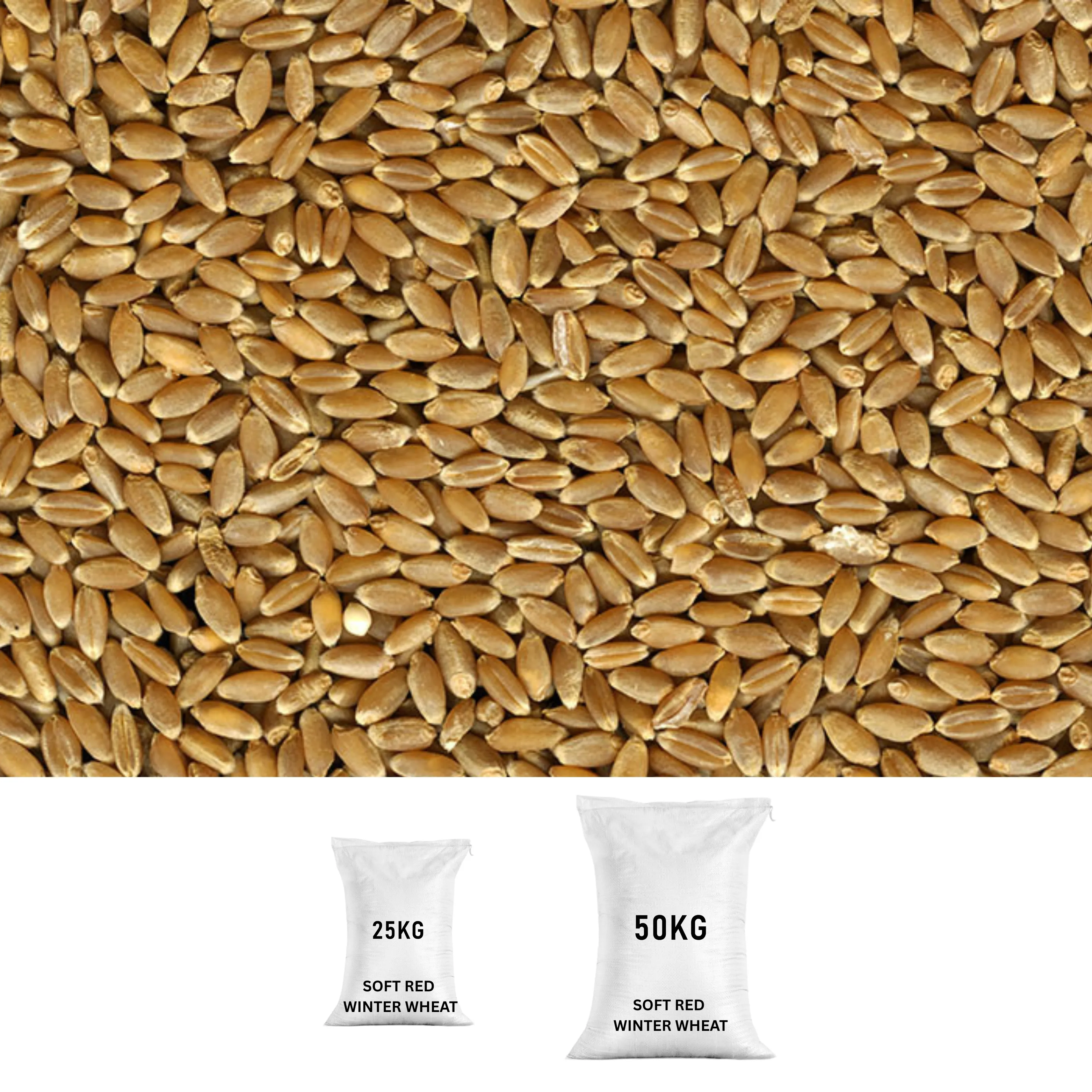 Hard Red Winter Wheat